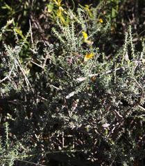 Aspalathus pulicifolia