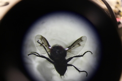 Diptera