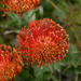 Leucospermum patersonii - Photo (c) Stuart Shearer,  זכויות יוצרים חלקיות (CC BY-NC), הועלה על ידי Stuart Shearer