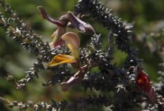 Aspalathus pulicifolia