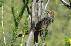 Sphenoeacus afer afer