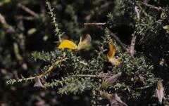 Aspalathus pulicifolia