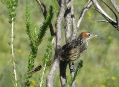 Sphenoeacus afer afer