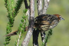 Sphenoeacus afer afer