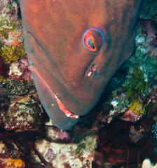 Plectropomus punctatus