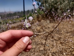 Lessingia leptoclada