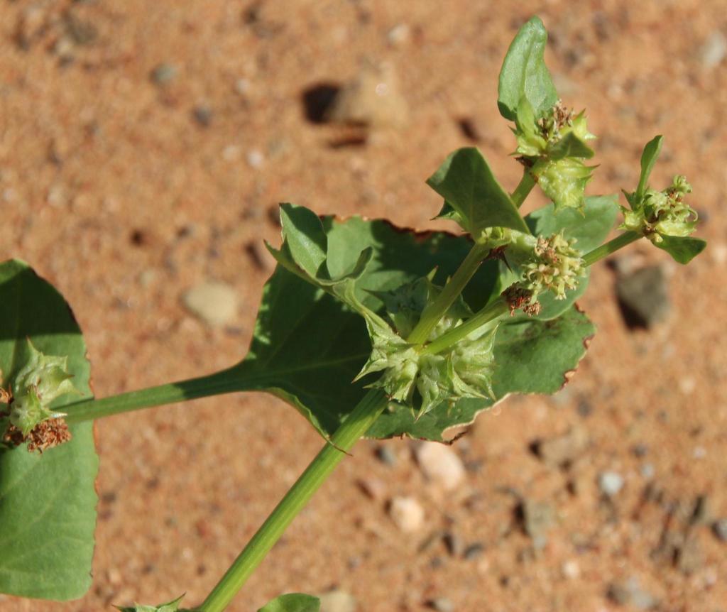southern threecornered jack (Invasive/Noxious Plants) · iNaturalist