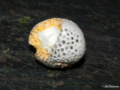 Cyttaria espinosae