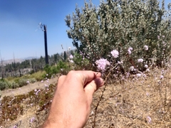 Lessingia leptoclada