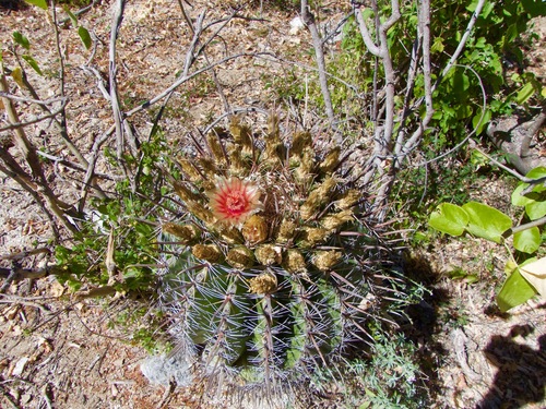 Ferocactus townsendianus