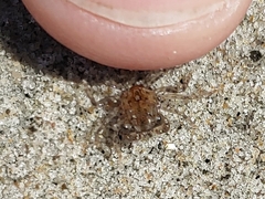 Pachygrapsus crassipes