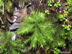 Dendroligotrichum dendroides