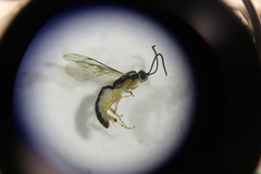 Metopiinae