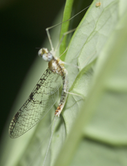 Leucrocuta aphrodite