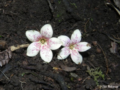 Elytropus chilensis