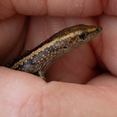 Cryptoblepharus africanus