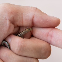 Cryptoblepharus africanus