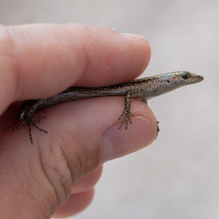 Cryptoblepharus africanus