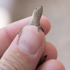 Cryptoblepharus africanus