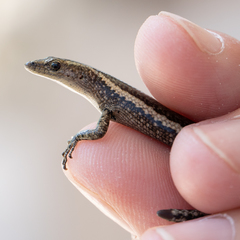 Cryptoblepharus africanus