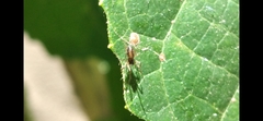 Linyphiidae