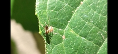 Linyphiidae