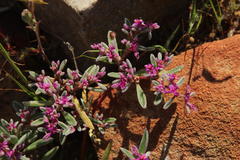 Aizoon sarcophyllum
