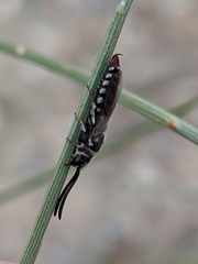 Poecilotiphia rousselii