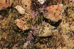 Aizoon sarcophyllum
