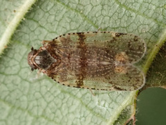 Cixius nervosus