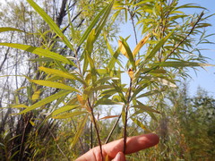 Salix schwerinii