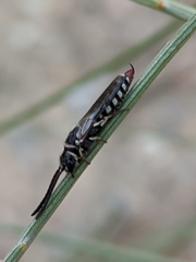 Poecilotiphia rousselii