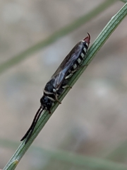 Poecilotiphia rousselii