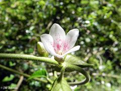 Elytropus chilensis