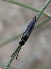Poecilotiphia rousselii
