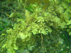Sargassum incisifolium