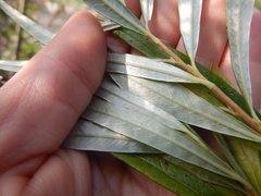 Salix schwerinii