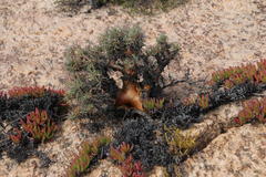 Othonna euphorbioides