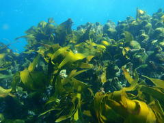 Laminaria pallida