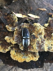 Chalcolepidius apacheanus