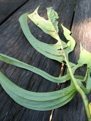 Monstera gracilis