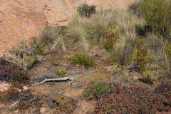 Papio ursinus ursinus