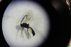 Ichneumonidae
