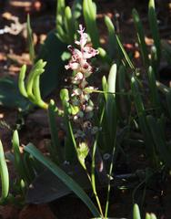 Lachenalia membranacea