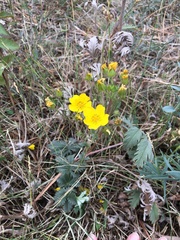 Potentilla glaucophylla