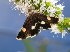 Tyta luctuosa