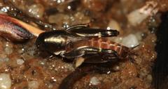 Tridactylidae