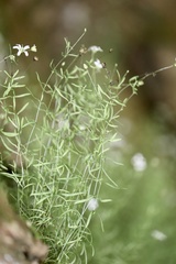 Mononeuria cumberlandensis