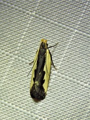 Dichomeris serrativittella