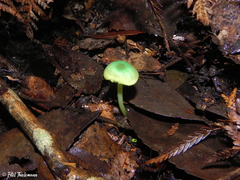Entoloma necopinatum